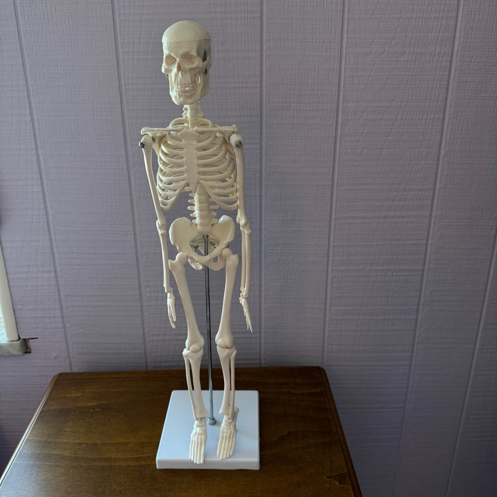 Merinden Mini Human Skelton Model 17.73”